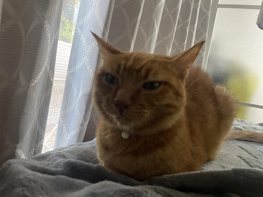 虎徹初めてのインスタライブ　🤍