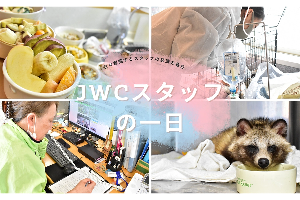JWCスタッフの一日　~日々奮闘するスタッフの怒涛の毎日~