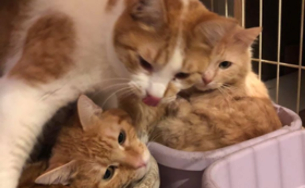 オリジナルポストカードをご送付！