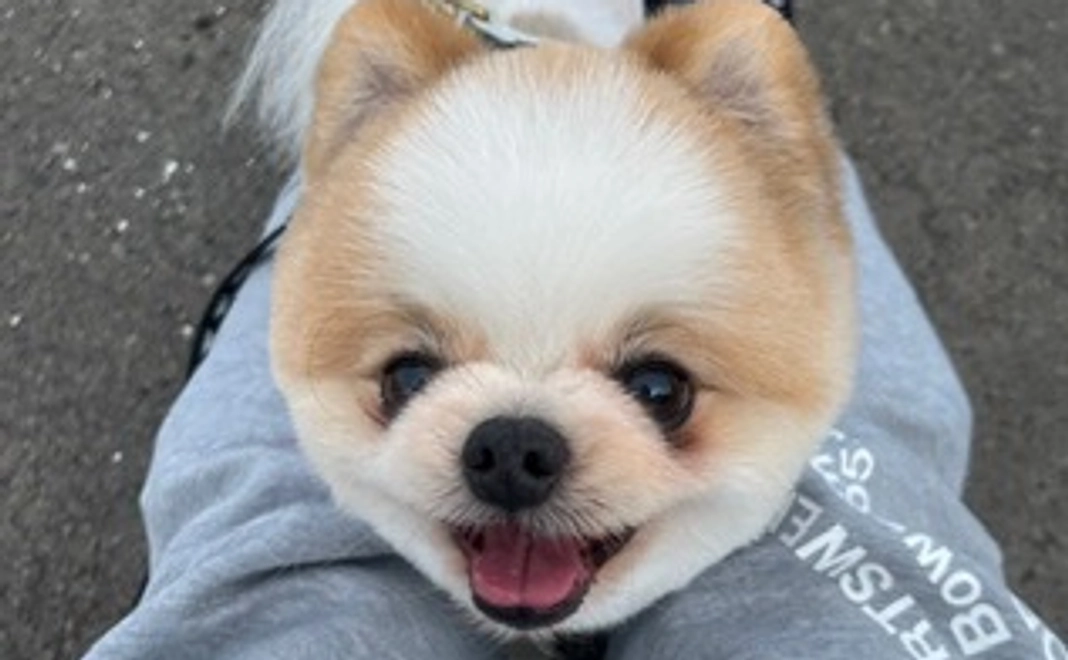 1️⃣リオンを応援する