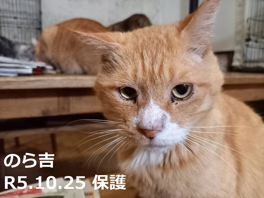 今年２回目の里親会でした