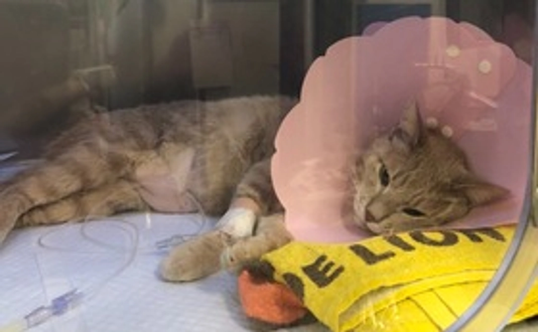 【全額支援】ムギちゃん負けるな！