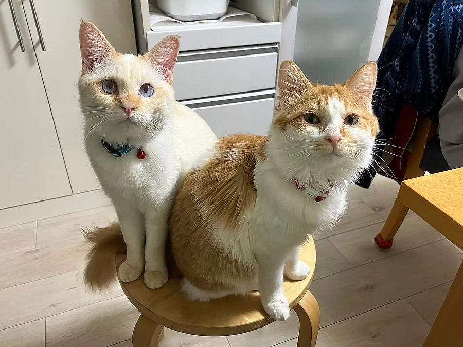 譲渡状況とリフォーム報告