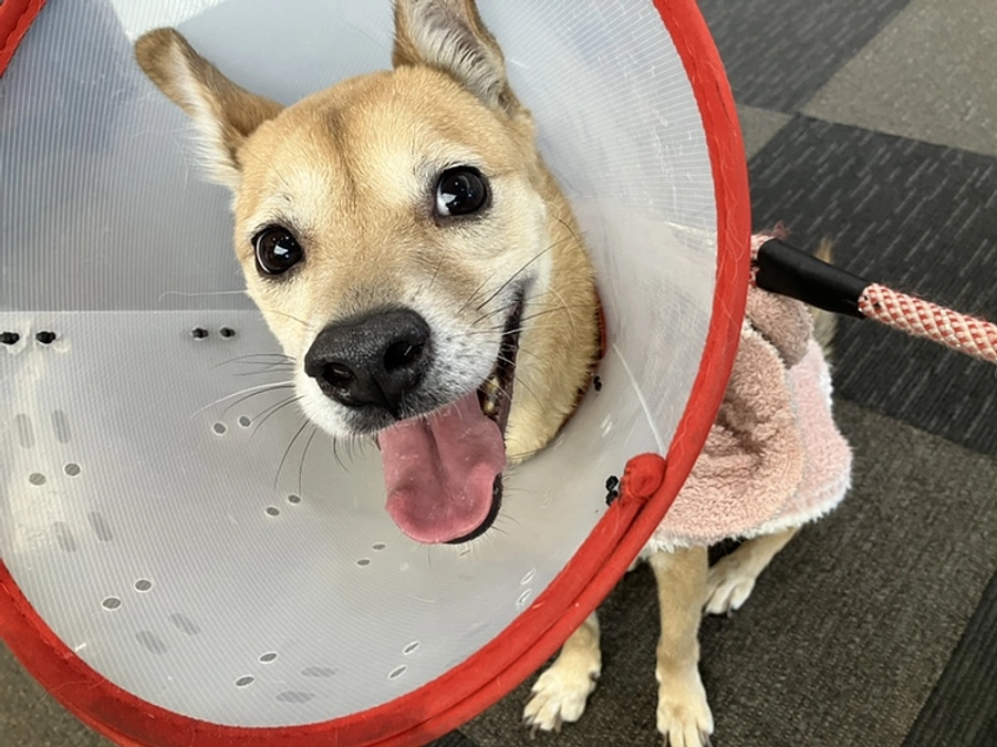 今回のプロジェクト画像にもなっている犬のらいちゃんをご紹介します！