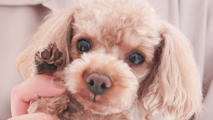 愛犬「ドム」がまた元気に走れるよう手術のご支援をお願いいたします。