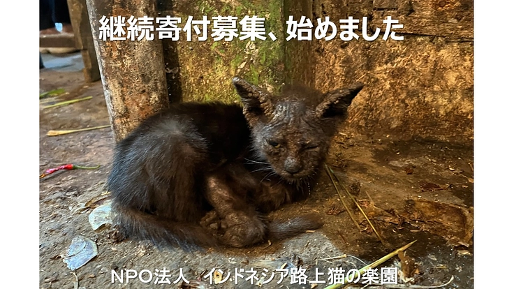 インドネシア路上猫の楽園|継続ご支援募集始めました