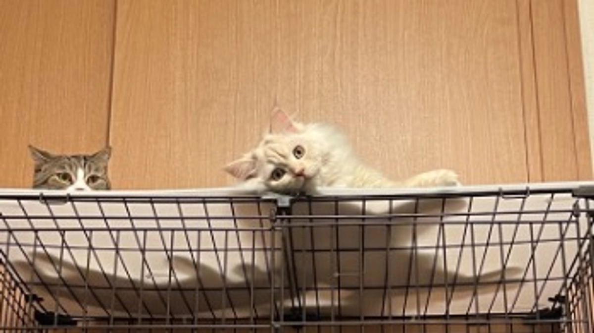 今日のトキ☔️