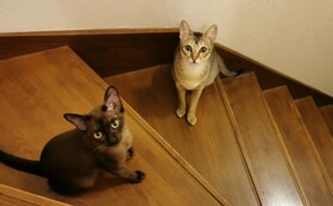 ラグちゃん応援 (1,000円)