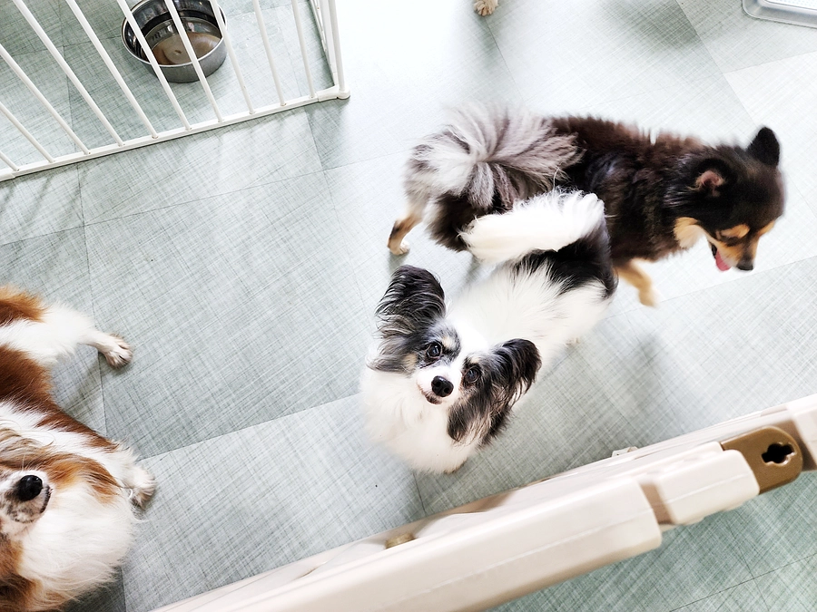 今日のチョコちゃん！（6月19日）