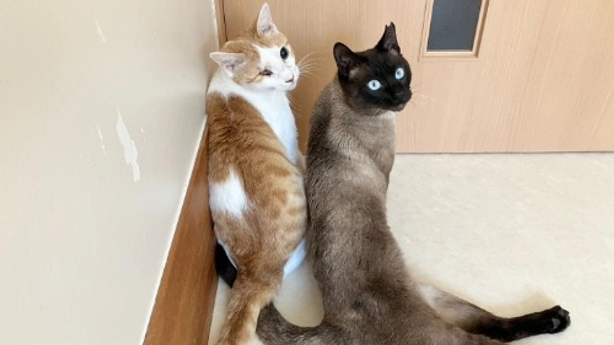 負傷猫、最後の砦となる役割