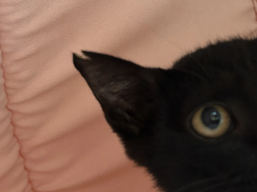 【７２％までこれましたが残り１０日】あと１４０万円！　TNR活動報告です