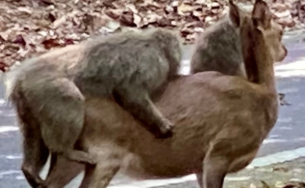 お気持ちコース　3,000円