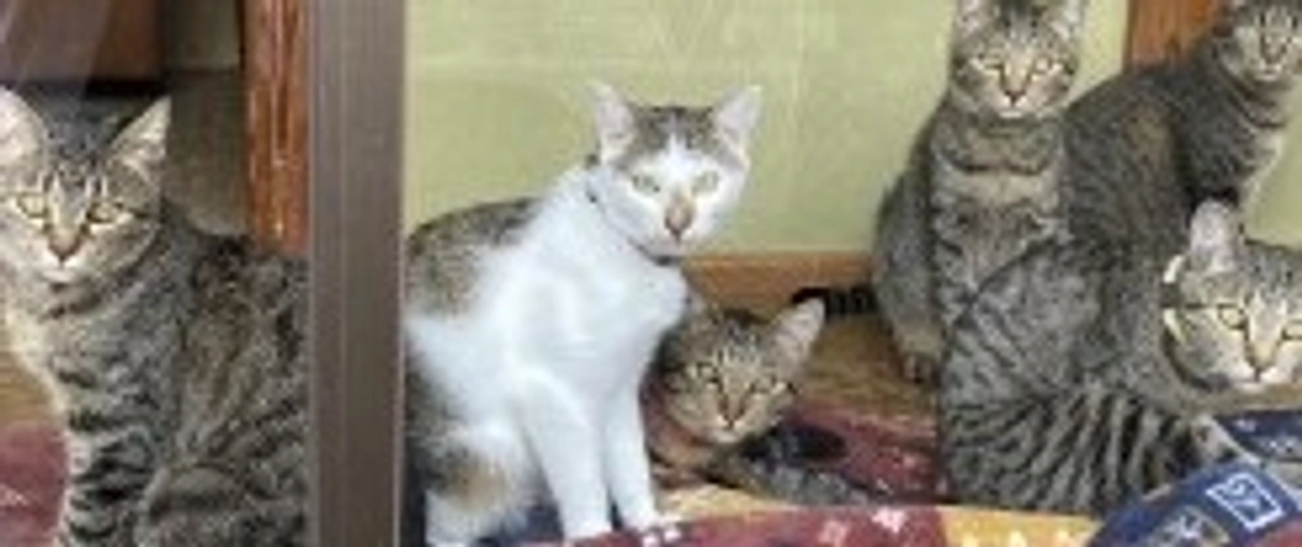 コンビニコンテナ裏で保護したキジファミリー　その後