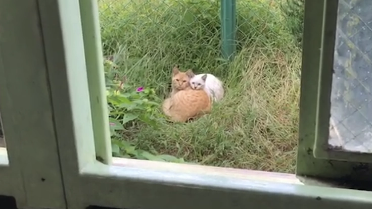 陸の孤島のネコたちを救出したい！ 保護救出＆保護猫シェルター建設 3枚目