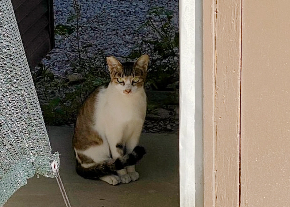 ケガをした猫を保護しました。