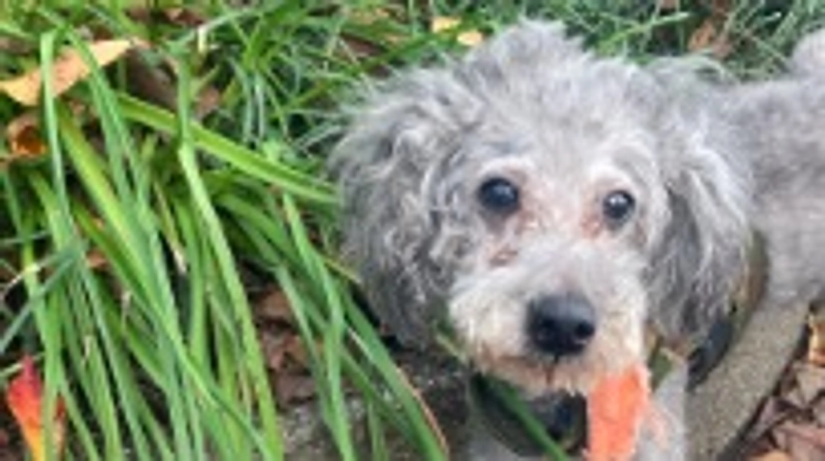 プロジェクト完了について