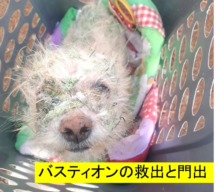 草が全身に絡みついた子犬もバスティオン