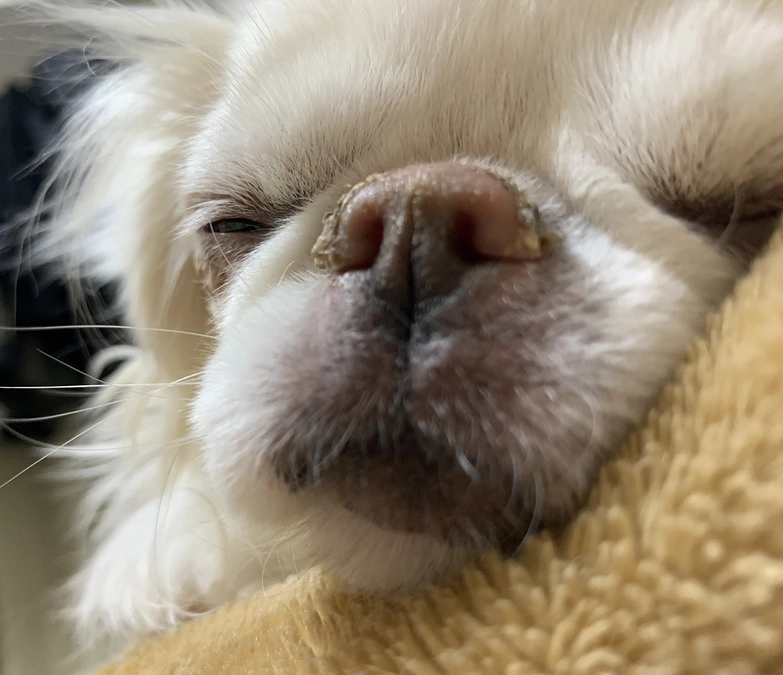 残り29日🐶‼️