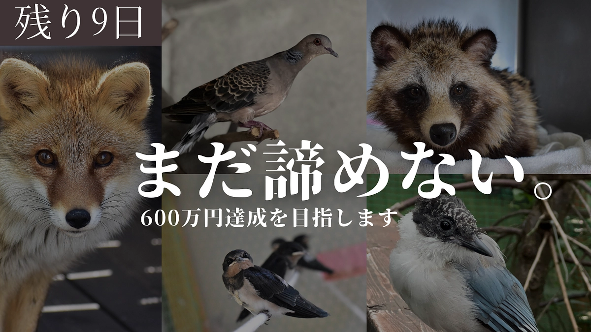 【クラファン残り9日】まだ諦めない。600万円達成を目指します！！