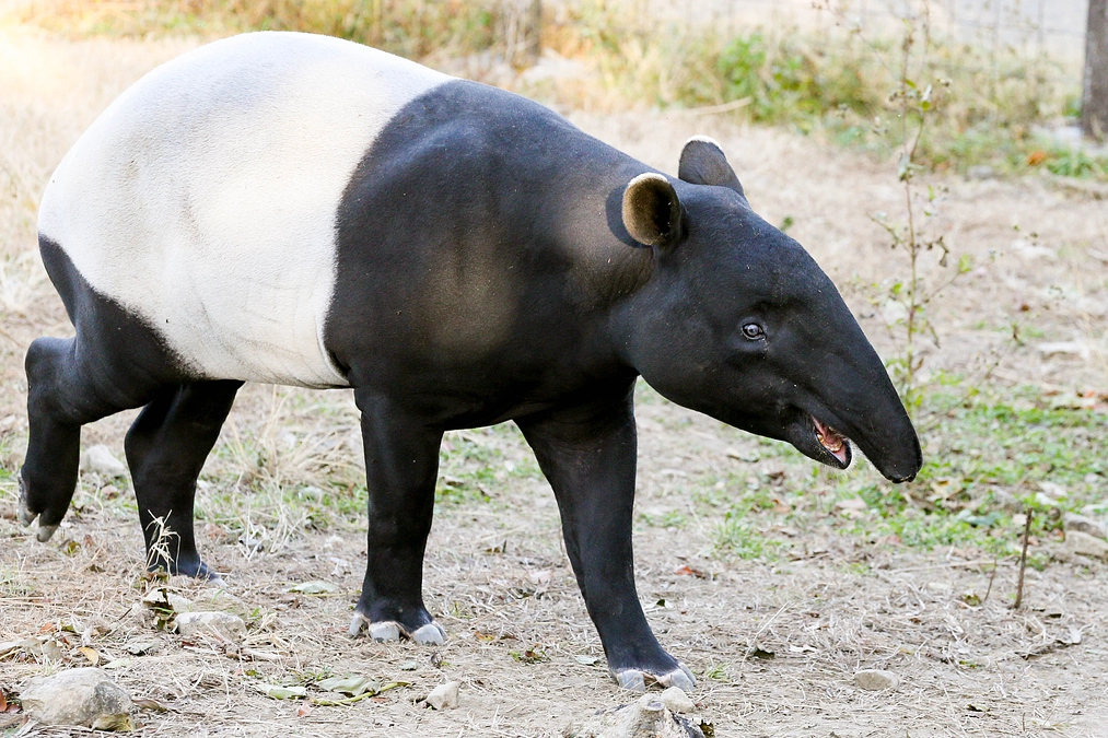 1月26日(金) 進捗報告・返礼品紹介～マレーバク飼育体験ツアー追加について～
