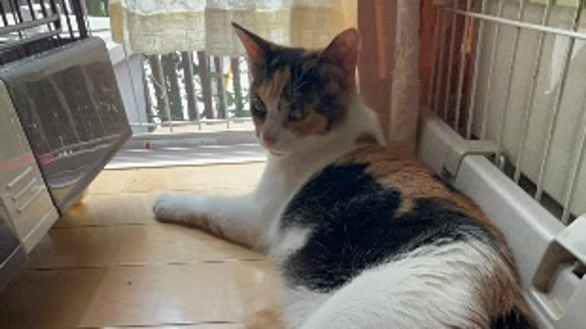 お陰様で『寛解』しました！