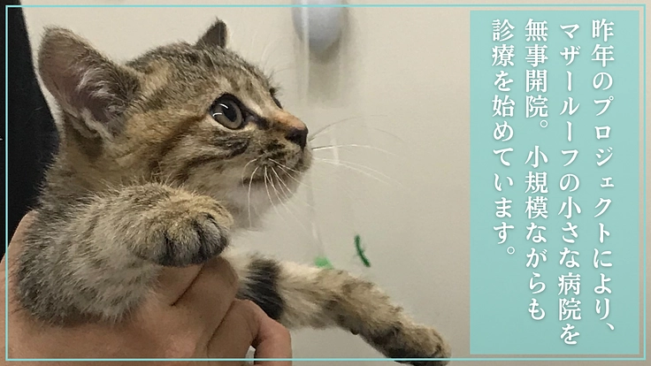 マザールーフが作った保護猫・犬にも優しい病院。更なる充実にご支援を 4枚目