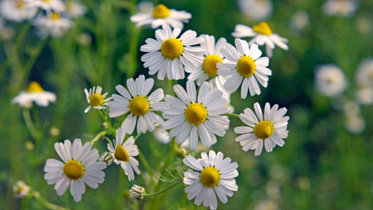 心身の健康をサポートする国産有機ハーブ雑貨を作りたい！