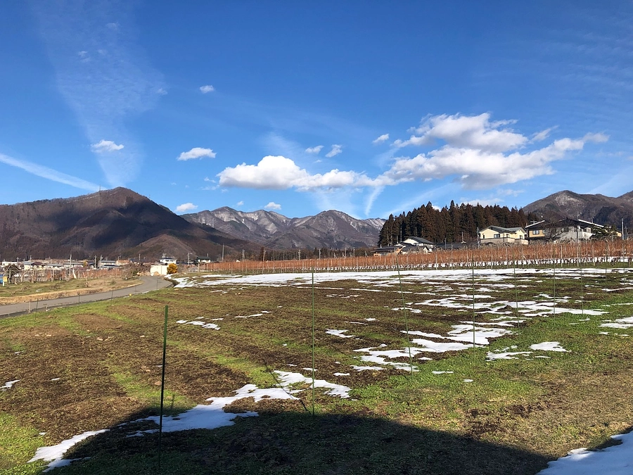 シャルドネ植樹予定地の様子