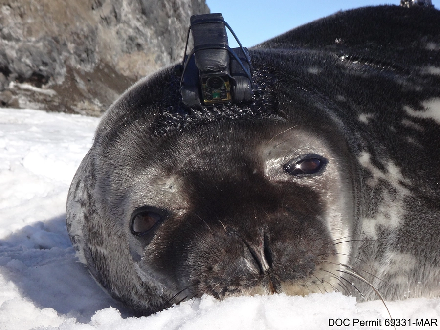 海の動物が海洋課題の解決に貢献！？