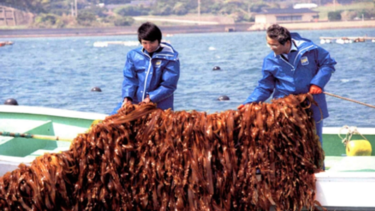 海藻が作る「海の森」を知ってもらい、豊かな海を守り続けたい！
