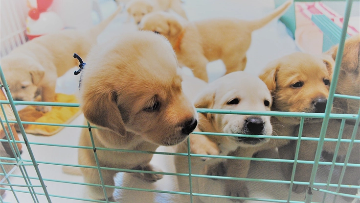 僕たちがほじょ犬になるために。マンスリーサポーター募集！