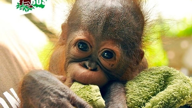 インドネシアの森と共に生きる"森の人"オランウータンを救いたい