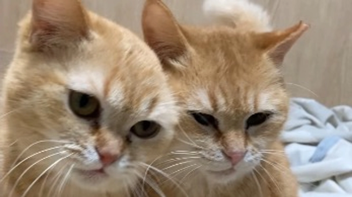 トリアージへの戸惑い