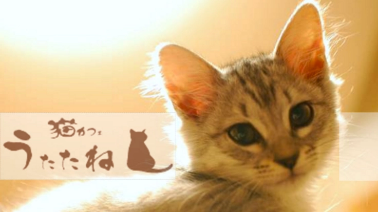 猫が「ひなたぼっこ」できる温かい保護猫カフェに改装したい！