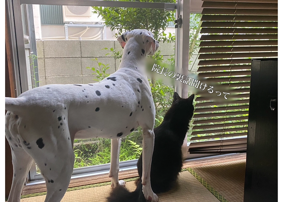 【クラファン活動報告㉖】残り3週間！動物看護師からのお礼と㊙︎裏話を少しお伝えいたします！