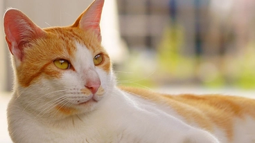 TNR活動を応援！厳しい環境で生きるのら猫を増やさないために。 のトップ画像