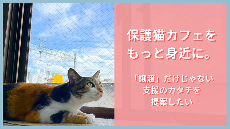 劣化した保護猫カフェをリ・デザイン！人と猫の共存を考える新たな場へ 4枚目