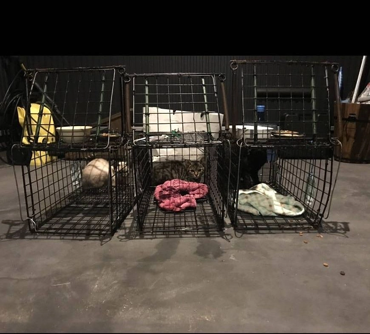 １匹でもニャンを幸せにする為、チュール美味しいなぁ…❤️ と思ってくれる為…  