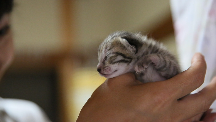 生後間もない子猫の命を繋ぐ。京都に子猫の初期医療を届けるしくみを 2枚目