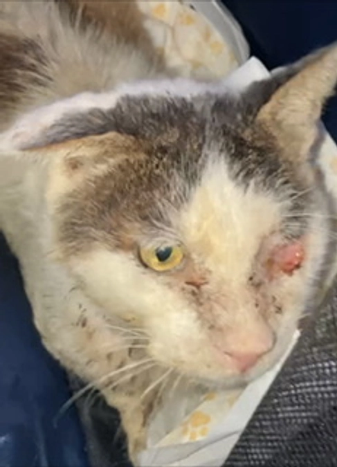 未不妊繁殖現場で酷い病状の猫を保護しました