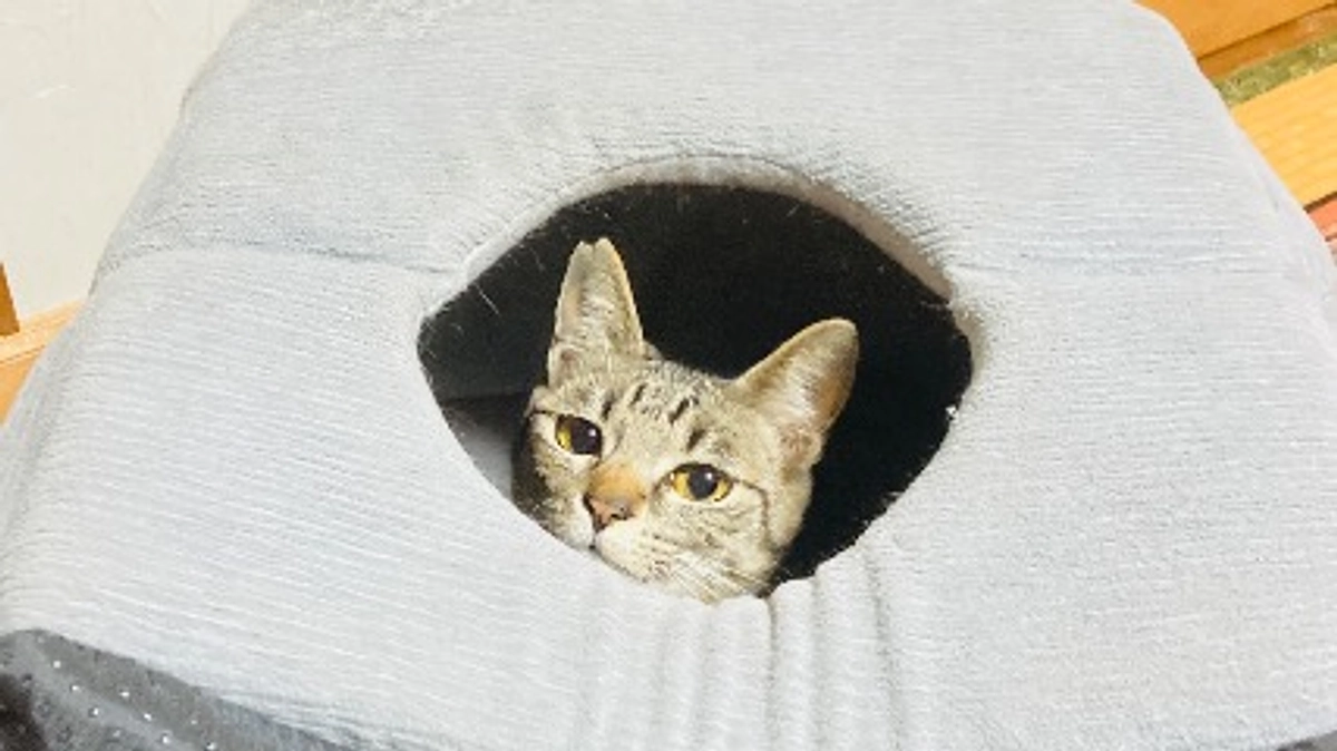 ネクストゴール。