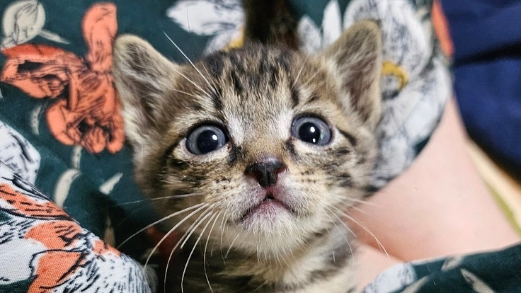 長崎県の離島、五島列島で生きていけない猫達を救いたい