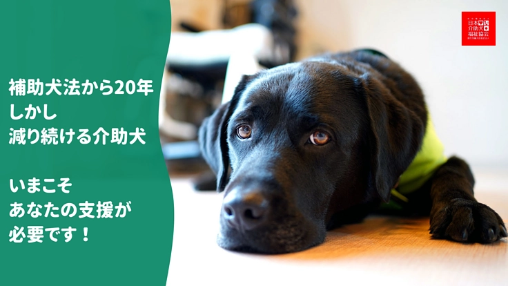 減り続ける介助犬に歯止めを。今こそあなたからのご寄付が必要です!