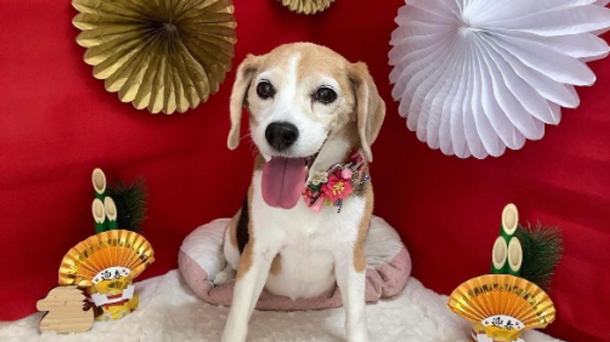 10/29 【ご報告】プロジェクト募集終了のお礼・今後の終了報告についてとちびっこの一日。