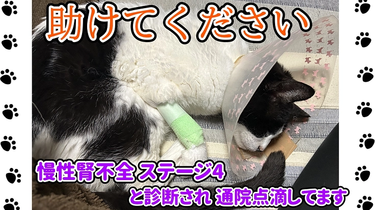 愛猫【チップ】を救うため、ご協力をお願いいたします。