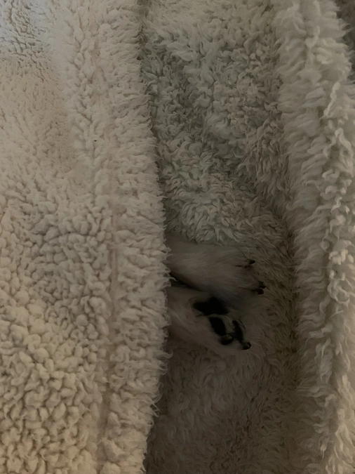 明日は術前検査。