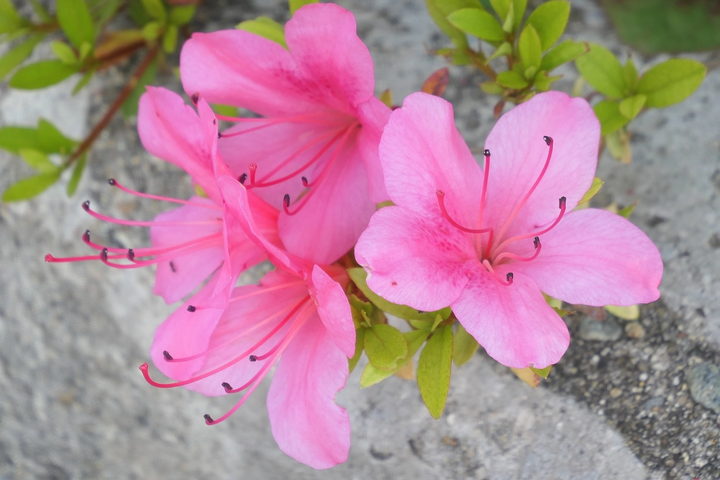 1年生から高校の先生へメッセージ