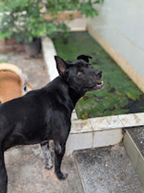 【ミスター・ブラック】大腿骨頭切除術を受けて群れに戻るまで