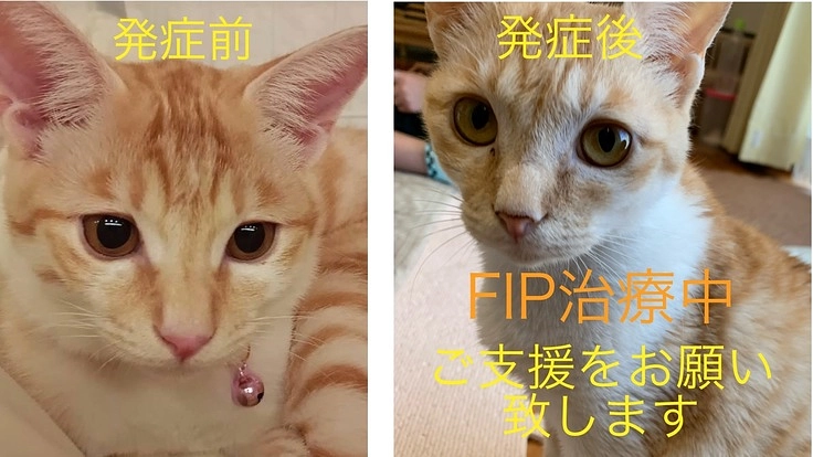 難病 FIP(猫伝染性腹膜炎)と闘うララにご支援をお願い致します!