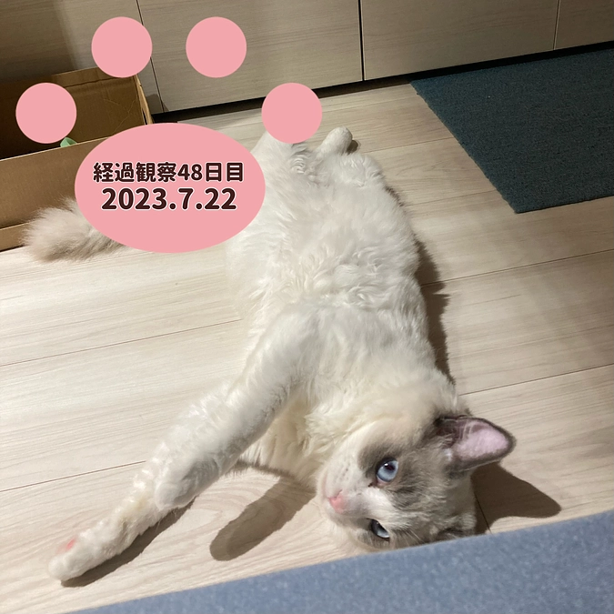 経過観察48日目(2023.7.22)